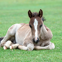 Paul Petersen, executive estate manager at Equestrian Estate Management