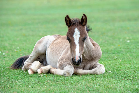 Poney dans le champ