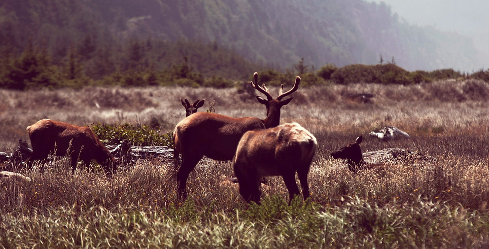 Wildlife