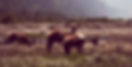 Wildlife