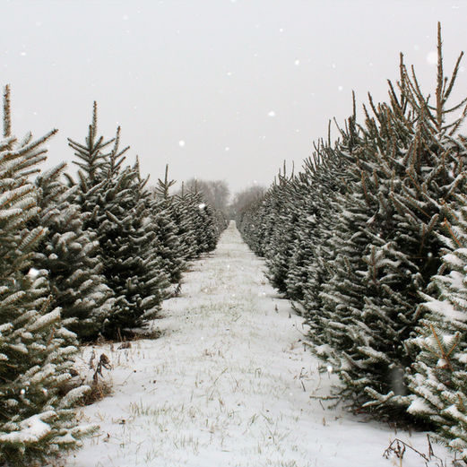 Christmas Tree Package