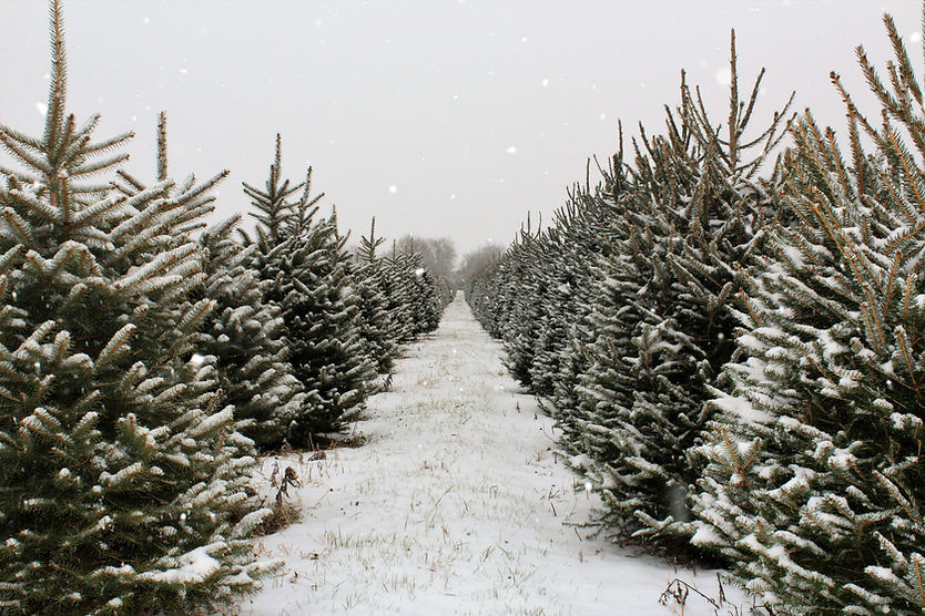 Row of Pine Trees