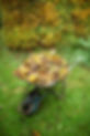 Wheelbarrow filled with autumn leaves collected from the lawn of a garden