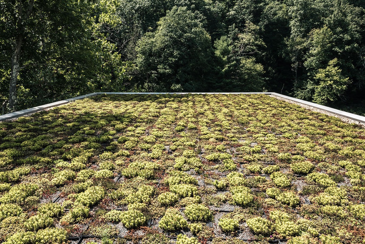 Plants grown on roof