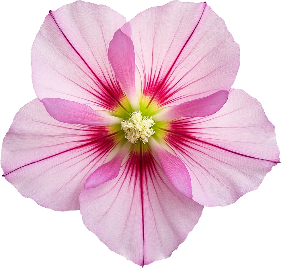 Pink Flower Closeup