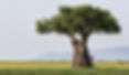 Single Baobab tree in the green grassland of Tarangire N.P
