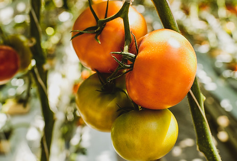 Tomatoes
