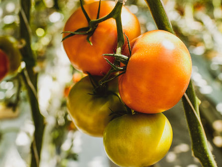 Tomatoes