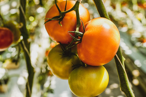Tomatoes