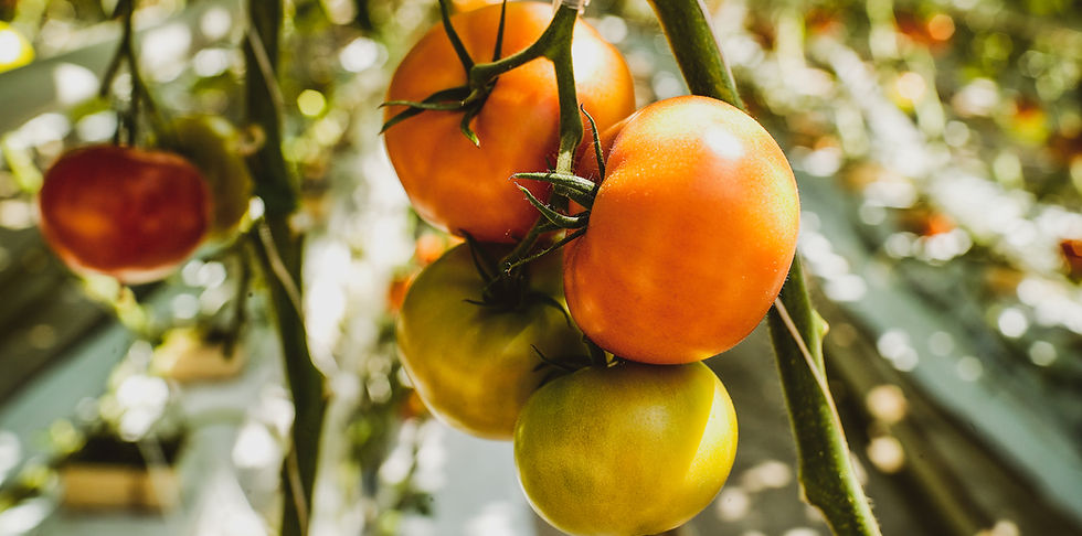 Ripe Tomatoes Hanging