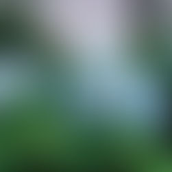 Hydrangea Care Guide: How To Grow and Care for Hydrangeas