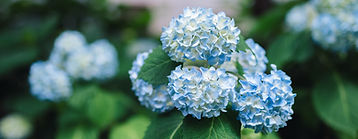 Hydrangea