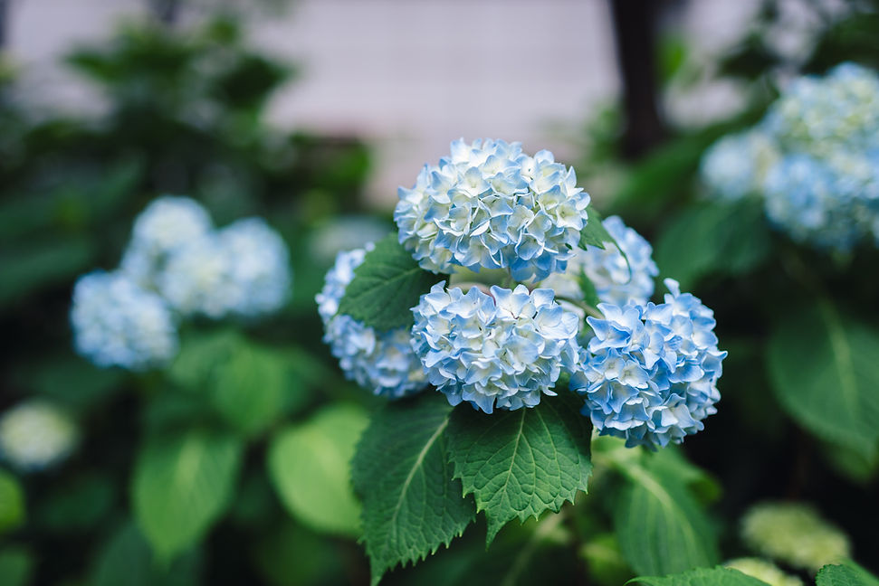Hydrangea