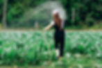 Woman watering her cabbage garden