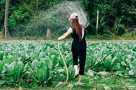 Woman watering her cabbage garden