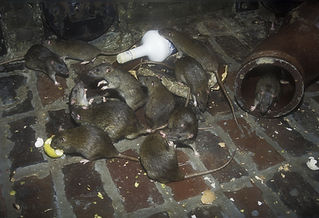 Large group of brown rats infesting a tiled floor with one rat emerging from a rusty metal drainage pipe