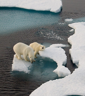 Polar Bears