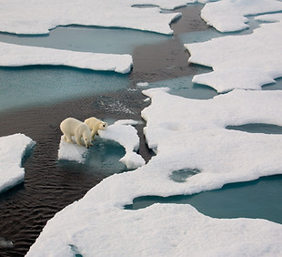 Polar Bears