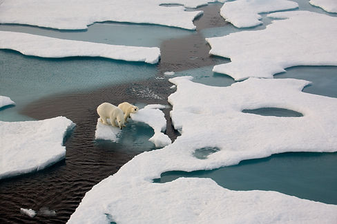 Polar Bears on Ice