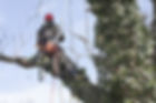 tree surgeon with safety harness and chainsaw
