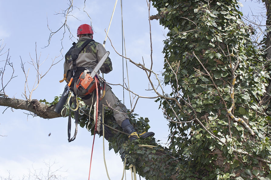 An arborist using a chainsaw to cut a walnut tree, dangerous work, tree pruning