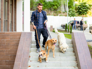 dog boarding kennels melbourne