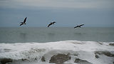 Seagulls