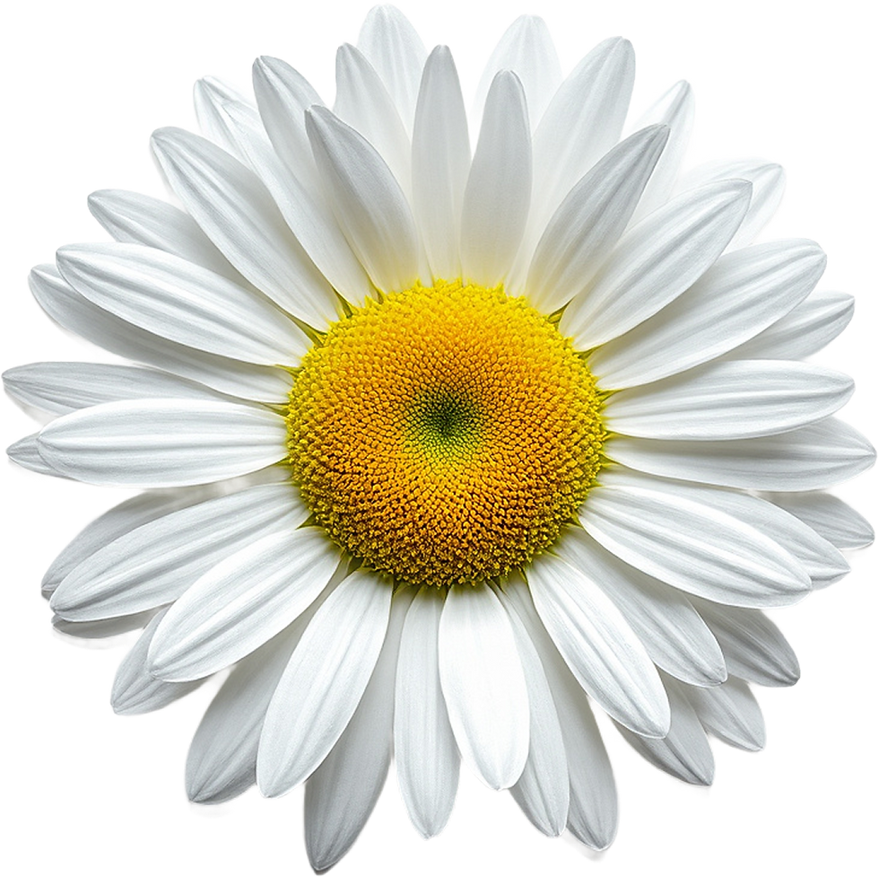 Margarida branca em close-up