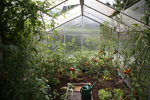 Pomodori in serra