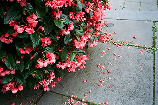 Flores cor de rosa