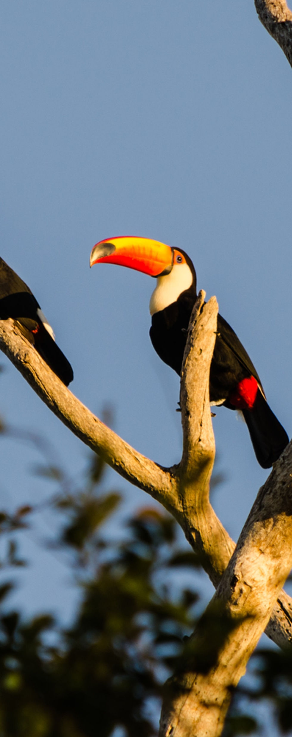 Tucanos na árvore