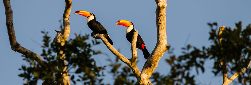 Tucanos na árvore