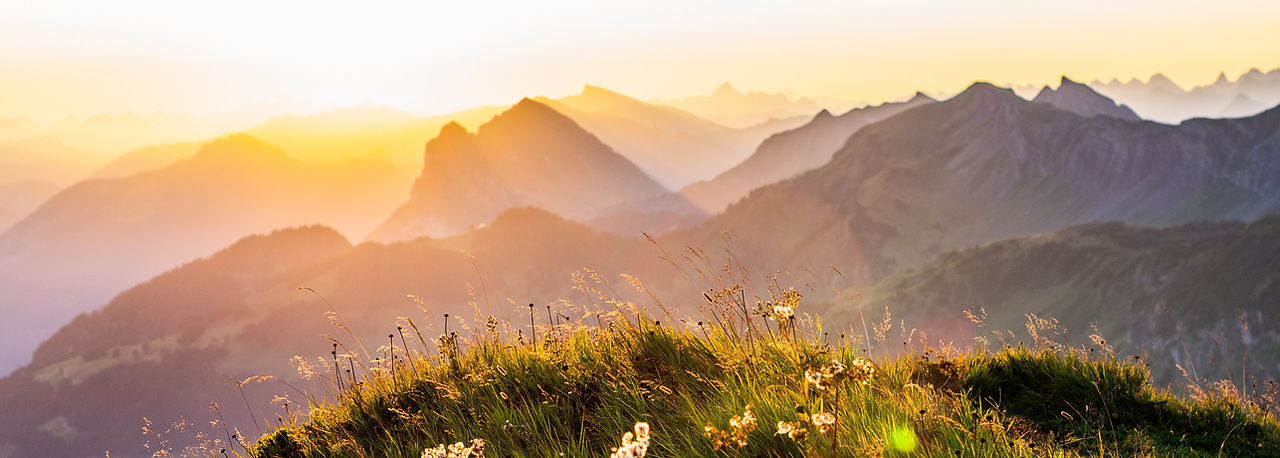 Alpinen meadow