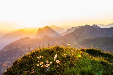 高山草甸
