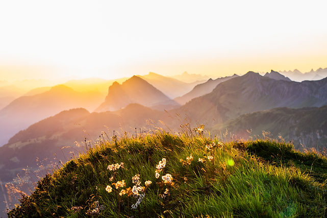 Alpinen meadow