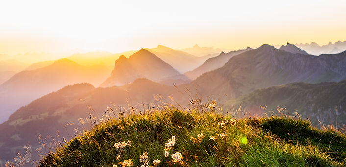 Alpinen meadow