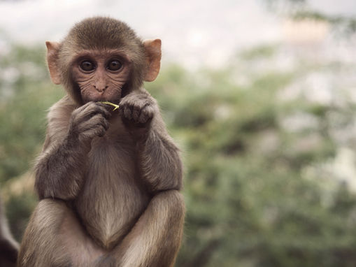 Turismo ilegal com animais silvestres é desmantelado no AM: grupo cobrava R$ 20 por fotos com bichos dopados