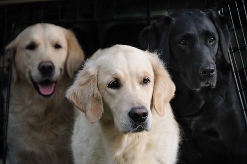 Golden retrievers and a labrador ina car boot