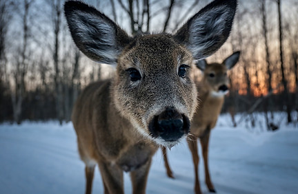 Deer