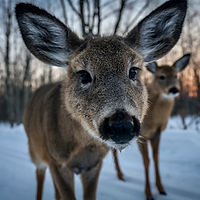 Deer