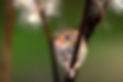 Very small harvest mouse