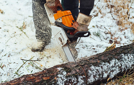 Arborist cutting a tree