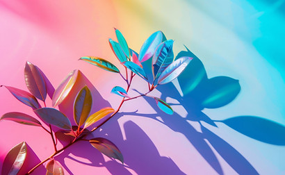 Colorful Plant Shadow