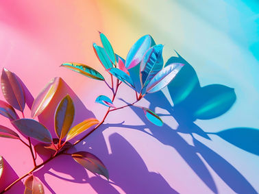 Colorful Plant Shadow