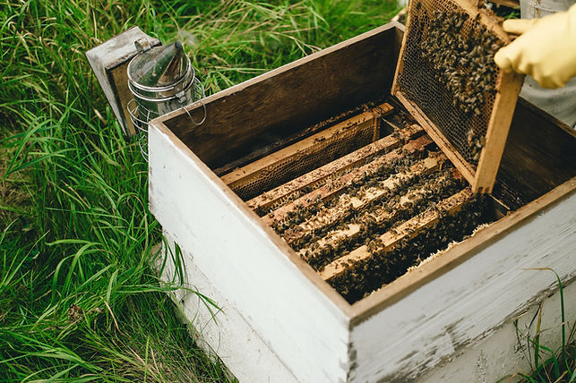 Australian Honey