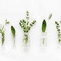Herbes en bouteilles de verre