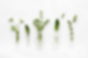 Herbs
