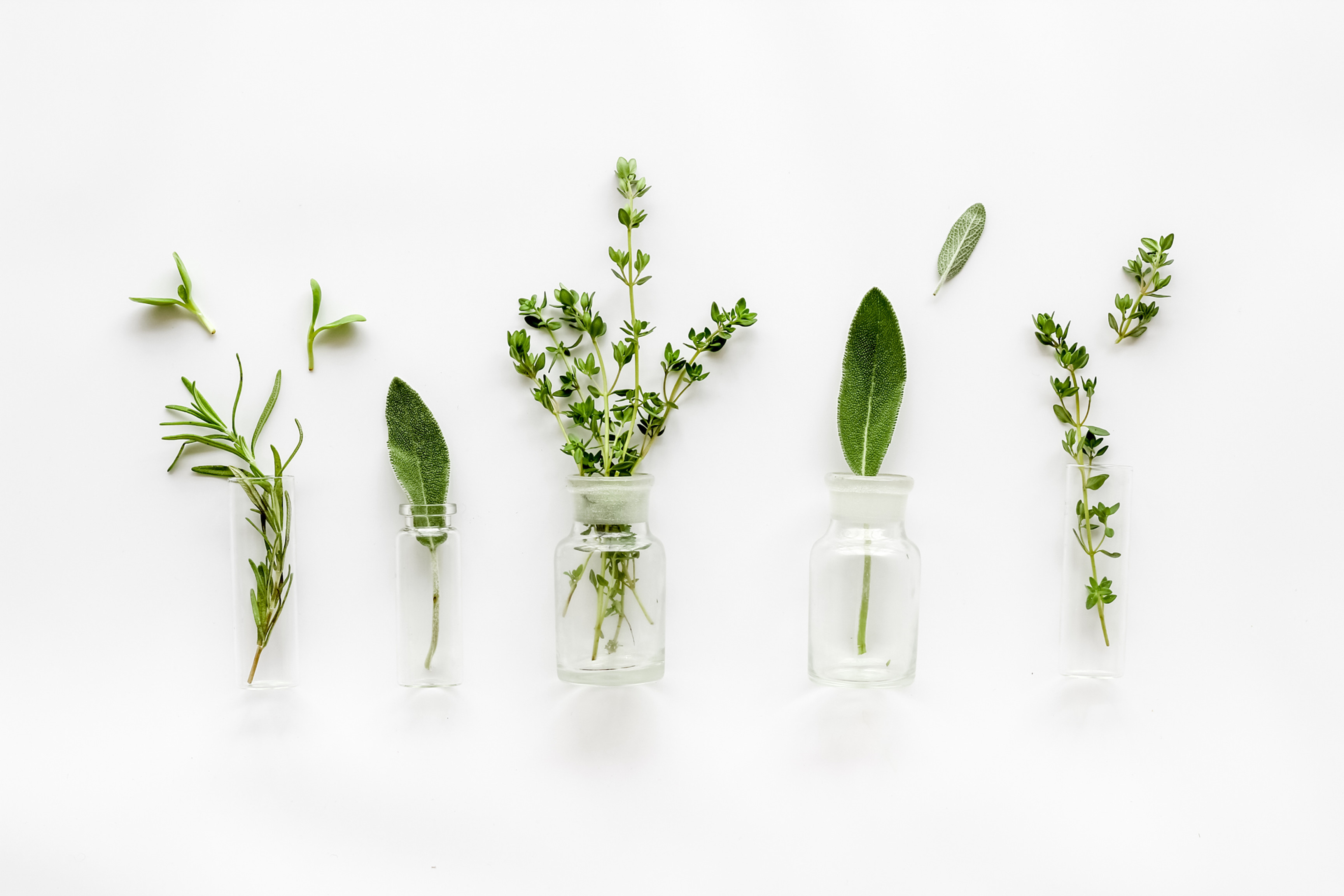 How to Parasite Cleanse