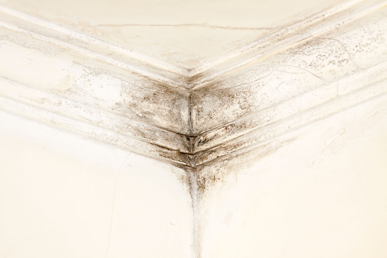 Black mold growth spreading across the corner of a damp ceiling and cream walls
