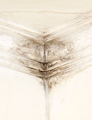Mould in the corner of a damp room